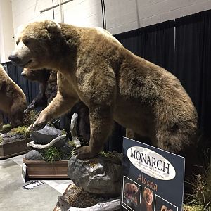 Bear Full Mount Taxidermy