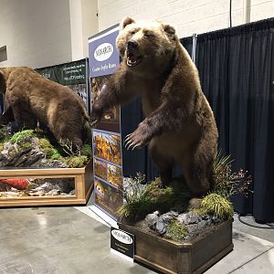 Bear Full Mount Taxidermy