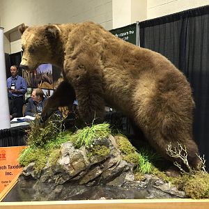 Bear Full Mount Taxidermy