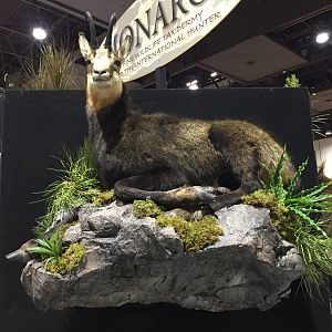 Chamois Full Mount Taxidermy