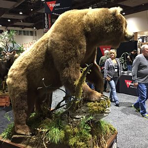 Bear Full Mount Taxidermy