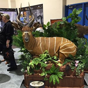 Bongo Full Mount Taxidermy