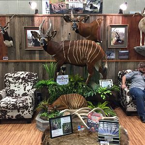 Bongo Full Mount Taxidermy