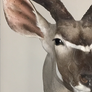 Kudu Shoulder Mount Taxidermy Close Up