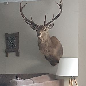 Red Stag Shoulder Mount Taxidermy