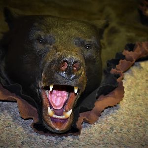 Black Bear Rug Taxidermy