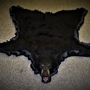 Black Bear Rug Taxidermy