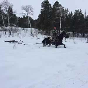 Hunting Bison in Wyoming