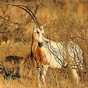 Scimitar Oryx in Texas USA