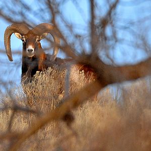 Corsican Sheep in Texas USA