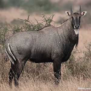 Nilgai in Texas USA