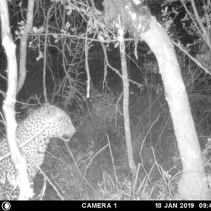 Zimbabwe Trial Cam Pictures Leopard