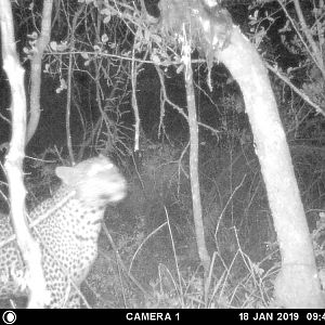 Leopard Trial Cam Pictures Zimbabwe