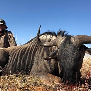 Hunting Blue Wildebeest in South Africa