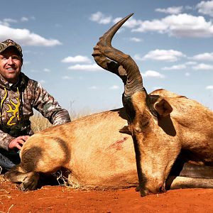 South Africa Hunting Red Hartebeest