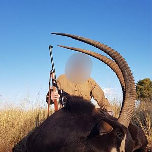 Sable Antelope Hunting South Africa