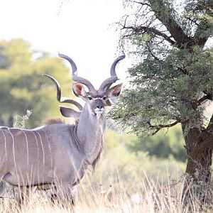 Kudu South Africa