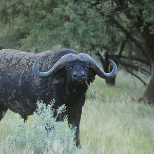 Cape Buffalo South Africa