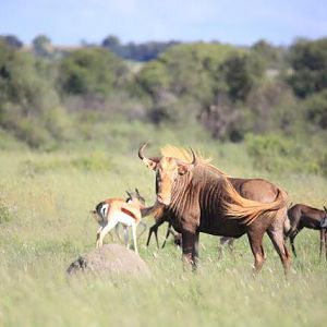 Golden Wildebeest,  Common & Black Springbok South Africa