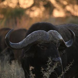 Cape Buffalo South Africa