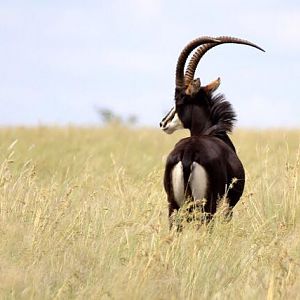 Sable Antelope South Africa