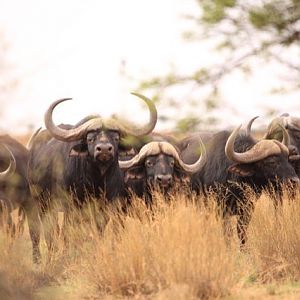 Herd of Cape Buffalo South Africa