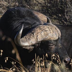 Cape Buffalo South Africa