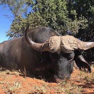 Cape Buffalo Hunt South Africa