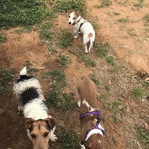 Hunting Dogs South Africa