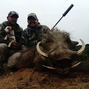 Warthog Hunt South Africa