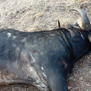 Hunting Cape Buffalo