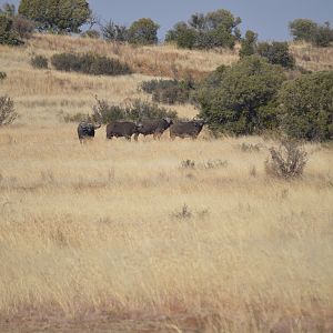 Cape Buffalo in South Africa