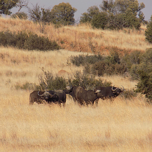 Cape Buffalo in South Africa