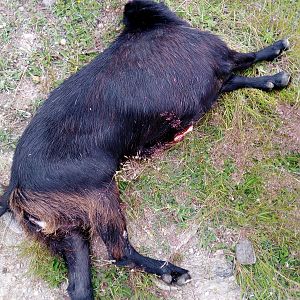 Hunt Feral Goat in New Zealand