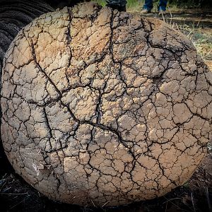 Elephant Foot