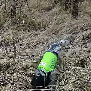 Russian Spaniel hunting Pheasant