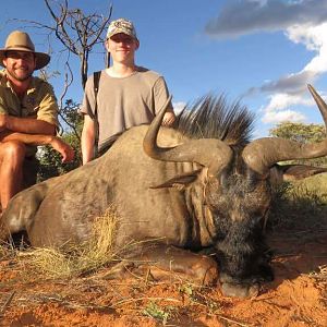 Namibia Hunt Blue Wildebeest