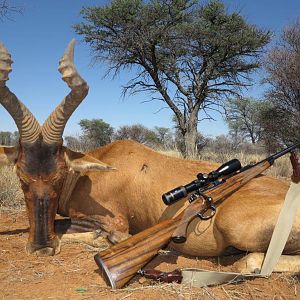 Hunt Red Hartebeest in Namibia