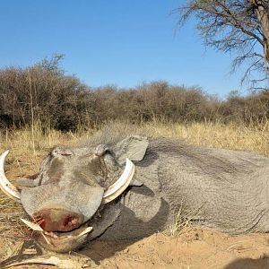 Namibia Hunt Warthog