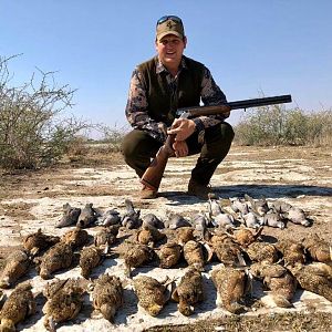 Sandgrouse Hunting Namibia