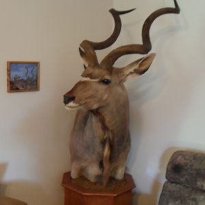 Kudu Shoulder Mount Pedestal Taxidermy