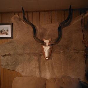 Kudu European Skull Mount & Kudu Back Skin Taxidermy