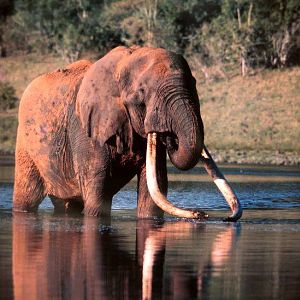 Elephant "Ahmed of Marsabit" in Northern Kenya