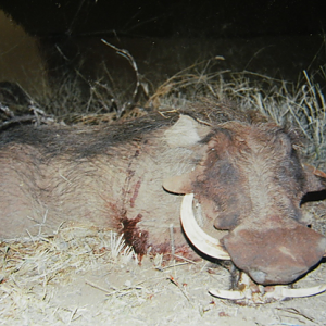 South Africa Hunt Warthog