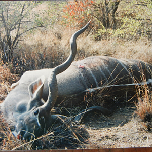 Hunt Kudu in South Africa