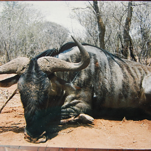 Blue Wildebeest Hunt South Africa