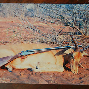 Hunt Impala in South Africa