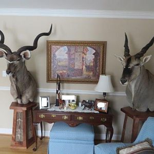 Kudu & Eland Shoulder Mount Pedestal Taxidermy