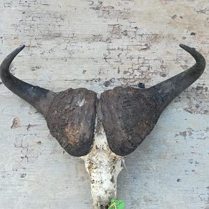 Buffalo Skull