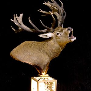 Roaring Red Stag Shoulder Mount Pedestal Taxidermy